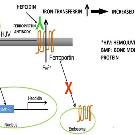 Hemochromatosis (iron overload) | Download Scientific Diagram