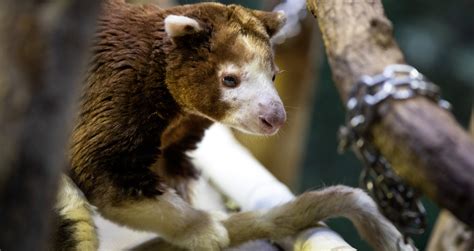 Tree Kangaroos Are Getting Their Groove Back Thanks To Research And