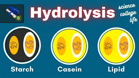 Hydrolysis Lab Casein Starch Lipid Test Microbiology Lab YouTube