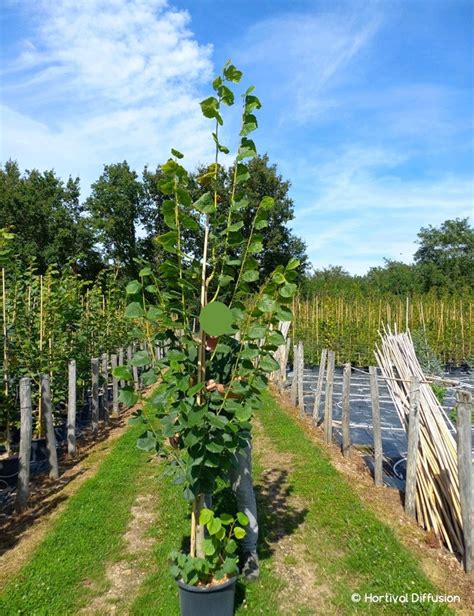 Tilia Platyphyllos Rubra Tilleul Grandes Feuilles Rubra