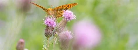 zuid europese insecten komen naar nederland max vandaag