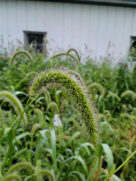 Fuzzy Grass Head By Stone Oak Farm