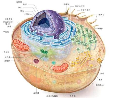 细胞学说 快懂百科