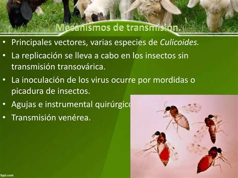 Virus De La Lengua Azul Ppt Descarga Gratuita