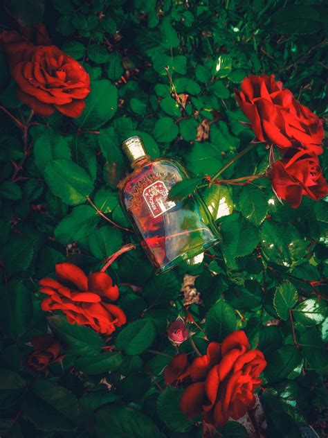 Красная Москва (Red Moscow) Новая Заря (The New Dawn) perfume - a ...