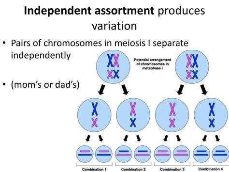 Ppt Today More Meiosis Powerpoint Presentation Free Download Id 2031928