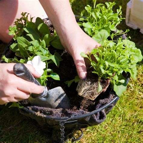 Beautiful Mixed Hanging Basket Plants For Borders Pots Containers