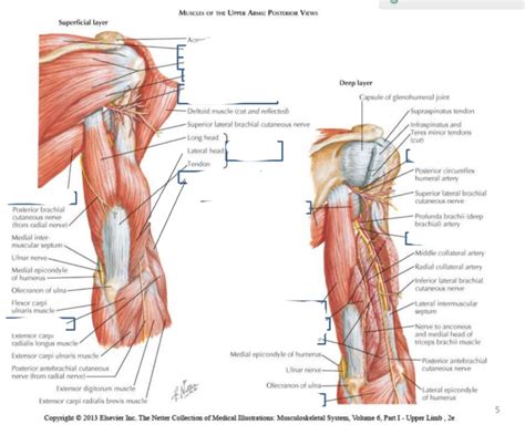 Muscles Of Upper Arm Posterior View Diagram Quizlet