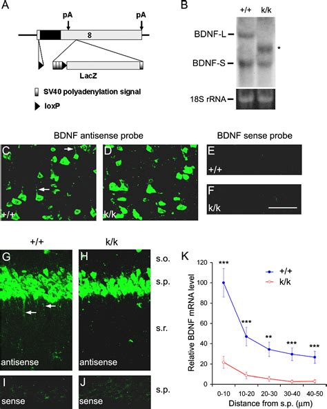 Distinct Role Of Long 3 UTR BDNF MRNA In Spine Morphology And Synaptic