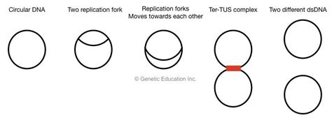 Prokaryotic Dna Replication