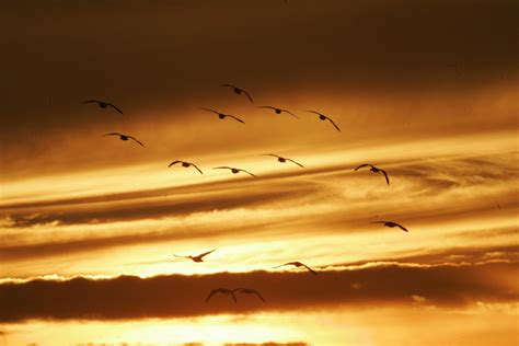 Free Images Landscape Horizon Wing Cloud Sky Sunshine Sun