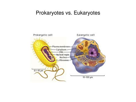 Ppt Eukaryotes An Overview Powerpoint Presentation Free Download Id3540664