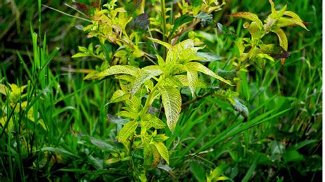 How To Keep Weeds Out Of Flower Beds In Simple Steps