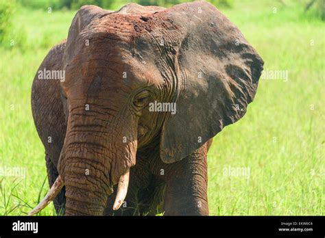 Elefante Tembo Hi Res Stock Photography And Images Alamy