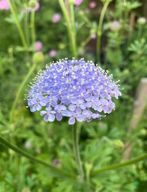 Didiscus Blue Lace Flower › Buy Flowering Seeds Australia