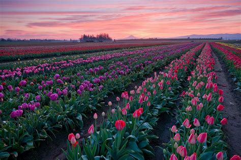 Tulip Festival At The Wooden Shoe Tulip Farm In Woodburn Oregon Photographed By Jesse Estes