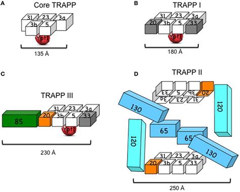 Yeast Trapp Complexes A Core Trapp Which Contains Four Small Download Scientific Diagram