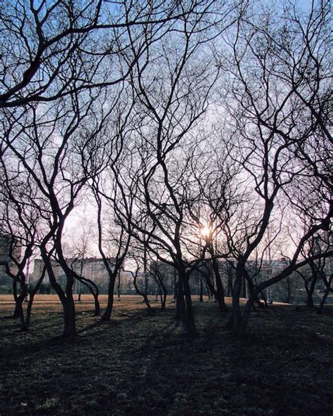 Premium Photo Bare Trees On Field Against Clear Sky