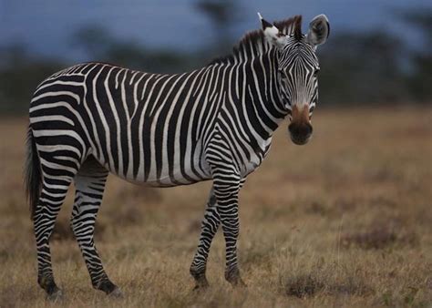 Visit Ol Pejeta Conservancy, Kenya | Audley Travel US