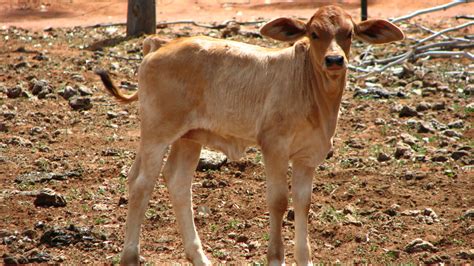 Calf Rearing Poddy Calves Feeding Calf Health Care And More