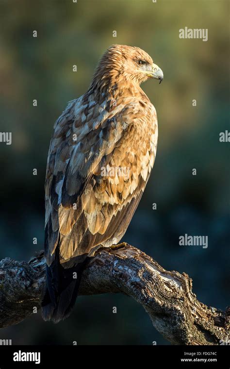 Spanish imperial eagle Stock Photo - Alamy