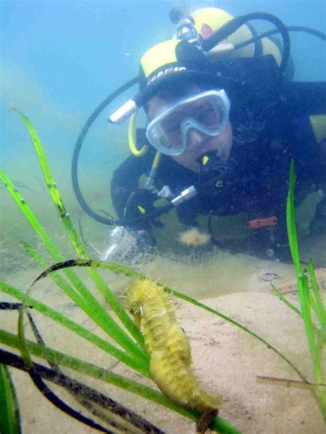 Seahorses In The UK: How This Charity Is Saving Them