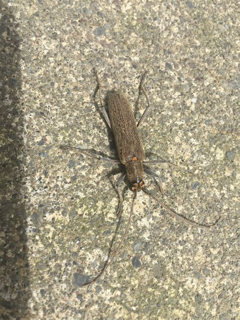 Lemon Tree Borer In November 2021 By Siobhan Barnard INaturalist