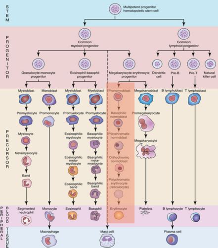 Hematology Red Blood Cells Flashcards Quizlet