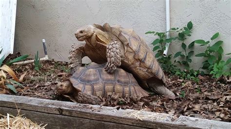 Adult Sulcata Tortoise Breeding In Home Pen 29 Yr Old Male 15 Year