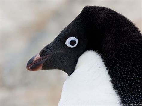 adelie penguin facts lifespan habitat diet  factsnet