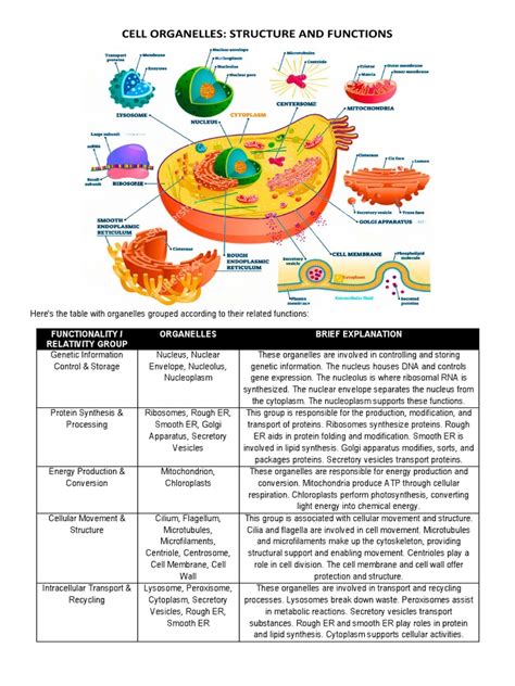 Cell Organelles - Structure and Function | PDF