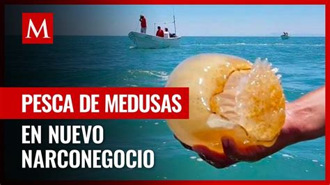 Pesca De Medusa Bola De Ca N El Nuevo Negocio Del Narco En Sonora