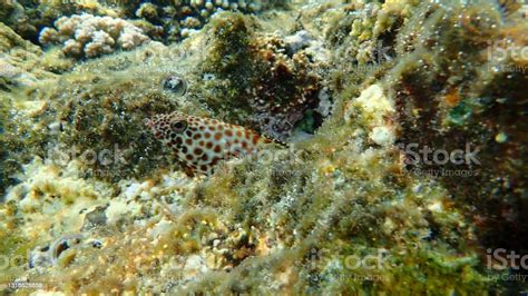 Greasy Grouper Or Arabian Grouper Or Greasy Rockcod Undersea Stock