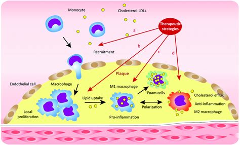 Macrophage Polarization And Metabolism In Atherosclerosis 40 Off