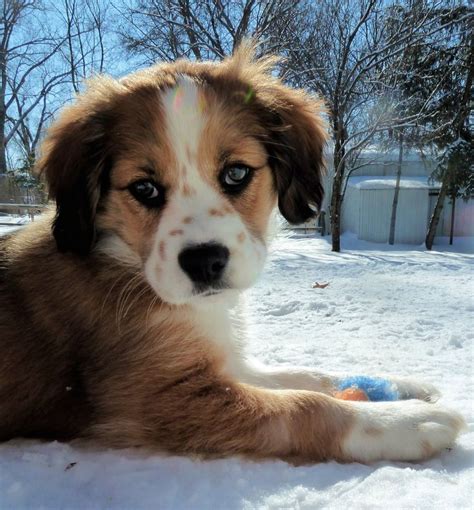 Border Collie Spaniel Mix Puppies