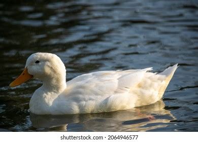 White Duck Swimming Lake Park Stock Photo 2064946577 | Shutterstock