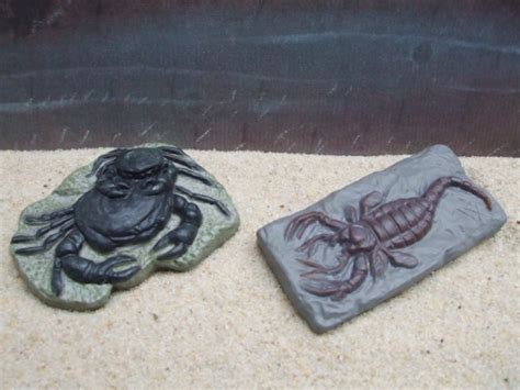 Giant Sea Scorpion Fossil