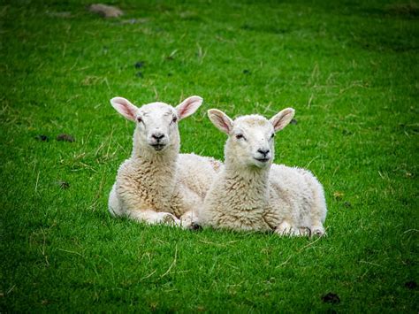 Best Lying Down Lamb Sheep Grass Stock Photos Pictures And Royalty Free