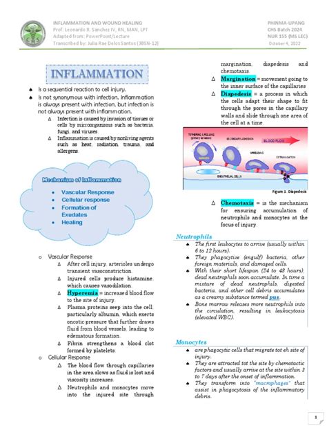 Inflammation & Wound Healing Part 1 | PDF | Inflammation | White Blood Cell