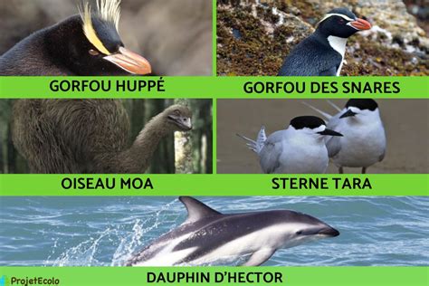 Animaux De Nouvelle Z Lande Noms Et Photos