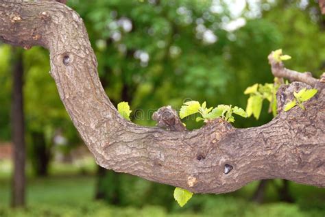 De Tak Van De Boom Stock Afbeelding Image Of Samenvatting