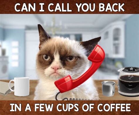 Grumpy Cat Morning ☕️ Grumpy Cat Grumpy Cat Quotes Grumpy Cat Humor