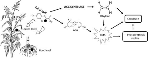 Mechanism Of Action Of 2 4 D Herbicide On Target Weeds ACC Synthase