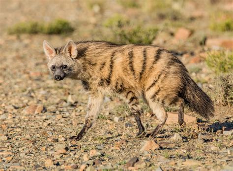 Aardwolf Facts - CRITTERFACTS