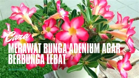 Agar Adenium Cepat Berbunga