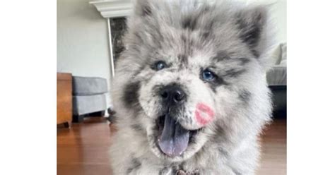 Cucciolo Di Cane Assomiglia Ad Un Dolce Biscotto Oreo