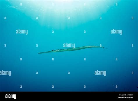 Pipefish Swimming In The Blue Water With Sunlight Above Stock Photo Alamy