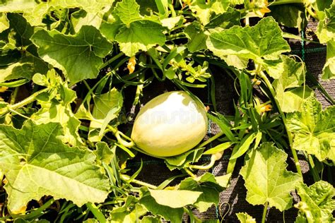 Melon Plant in a Vegetable Garden Stock Image - Image of melon ...