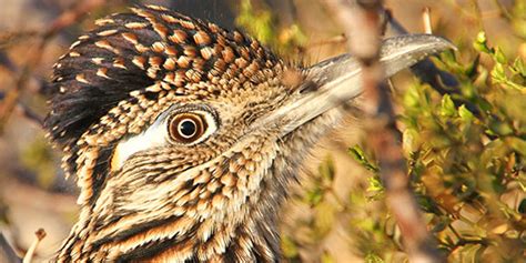 Greater Roadrunner | National Wildlife Federation