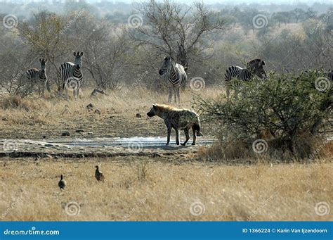 Spotted Hyena with zebra stock photo. Image of southafrica - 1366224